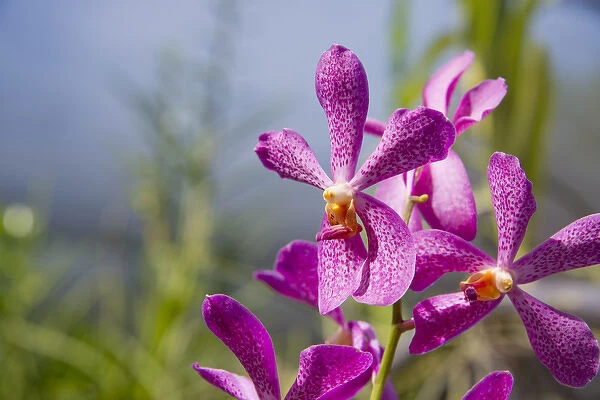 Australia, Northern Territory, Darwin. Jennys Orchid Garden
