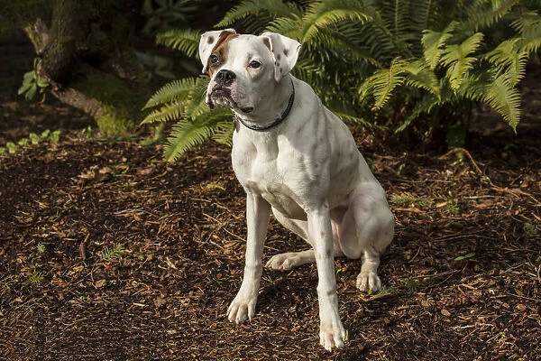 Issaquah, Washington State, USA. Nikita, a Boxer puppy sitting in his yard next to