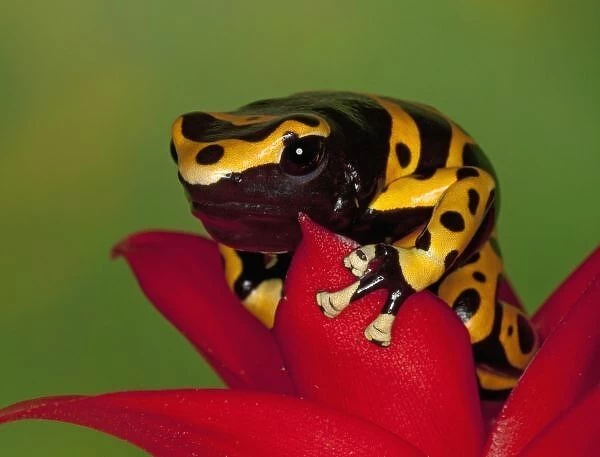 South America, Venezuela. Close-up of orange-banded poison dart frog on flower