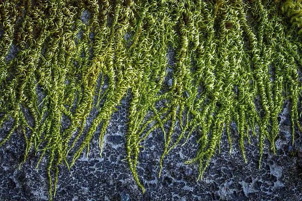 USA, Washington State, Beacon Rock State Park. Moss and lichens growing on concrete bridge