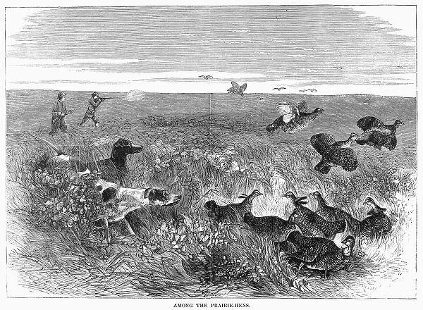GROUSE HUNTING, 1871. Among the prairie-hens. Wood engraving, American, 1871