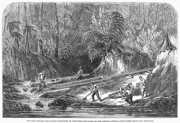 NEW ZEALAND: GOLD MINING. Discovery of gold near the source of the Kapanga stream, about 40 miles from Auckland, New Zealand. Wood engraving, English, 1853