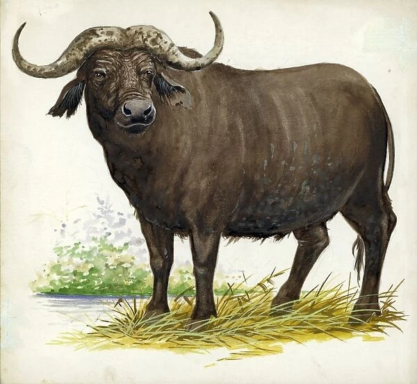 African or Cape buffalo Syncerus caffer, illustration
