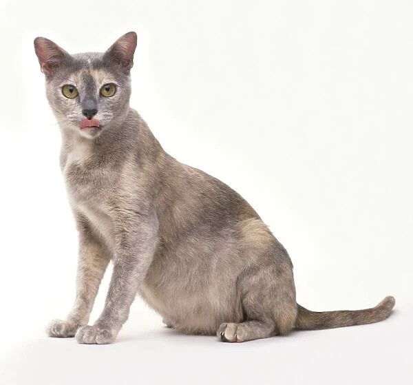 Blue Tortie Burmese sitting with tongue sticking out