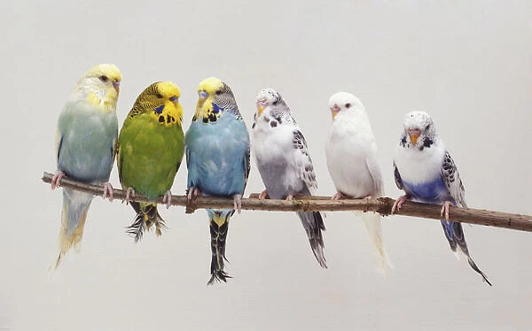 Six Budgerigars (Melopsittacus undulatus) perching side by side on a twig, front view