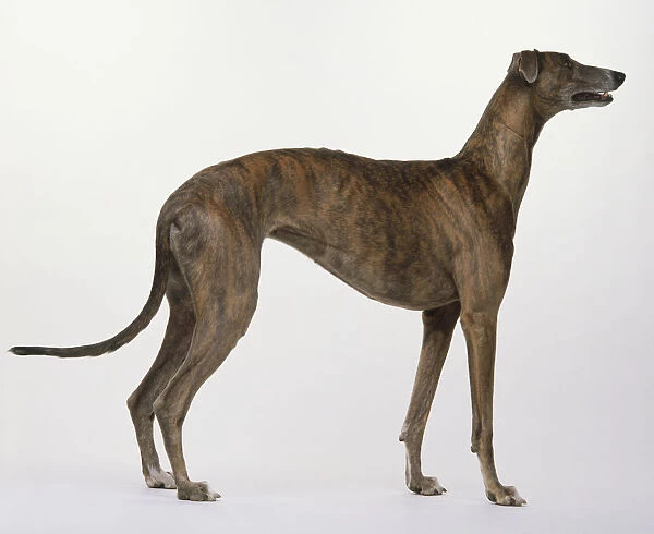 Greyhound (Canis familiaris) standing, side view