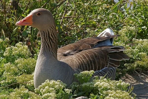 Greylag Goose. Anser Anser. Camargue. France