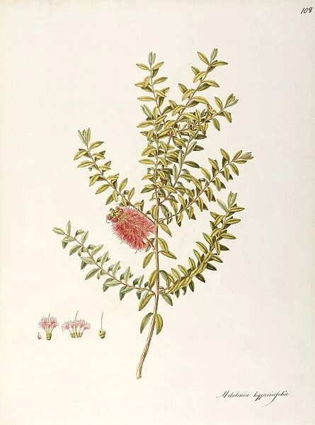 Hillock Bush (Melaleuca hypericifolia), Myrtaceae, Shrub with persistent leaves, native to Australia, watercolor, 1806-1812