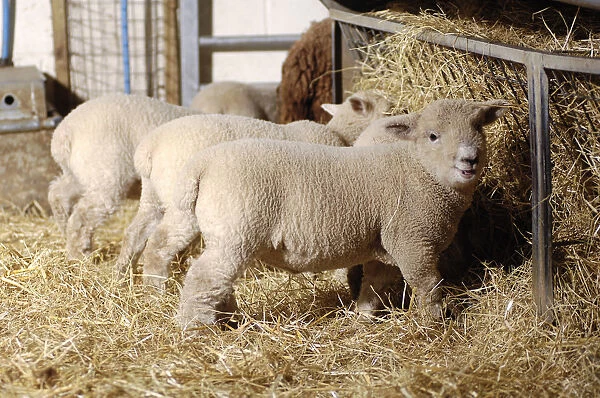 Lambs feeding on hay, one lamb looking at camera