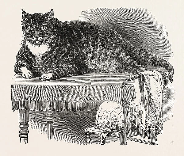 LARGE CAT, 1850. This noble specimen of the Cat is domesticated at No. 175, Oxford Street, London