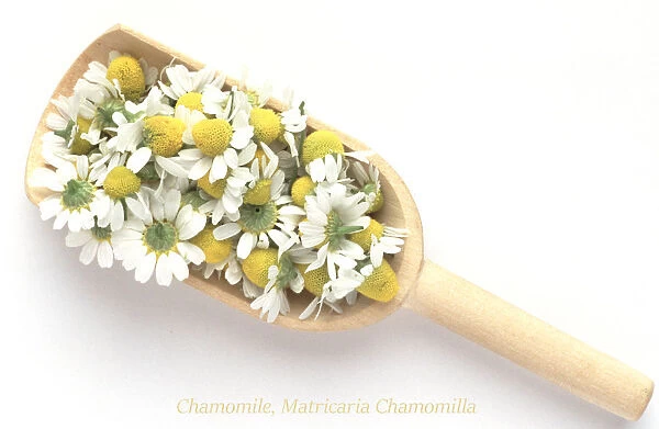 Medicinal Plant. Matricaria Chamomilla (synonym: Matricaria Recutita). Chamomile. Camomile. Italian Camomilla. German Chamomile. Blossoms