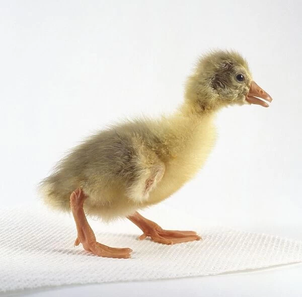 Roman goose, fluffy yellow gosling, side view