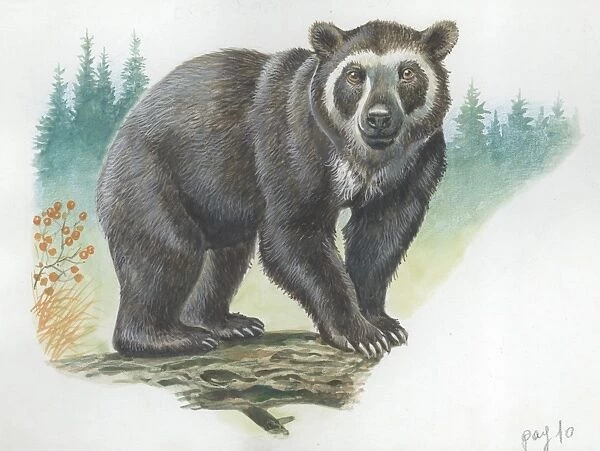 Spectacled Bear Tremarctos ornatus, illustration