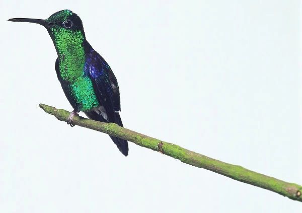 Side  /  front view of a Fork-Tailed Woodnymph, on a branch resting on one foot, with head in profile showing the slender bill, glistening green breast plumage, blue wings and broad, forked tail