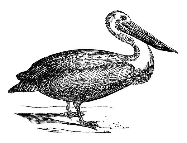 Antique illustration of Australian Pelican (Pelecanus conspicillatus)