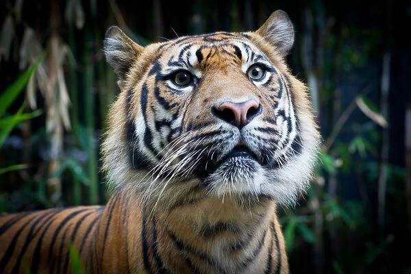 Attentive Sumatran Tiger