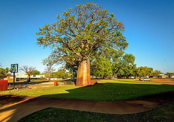Baobab tree in Derby