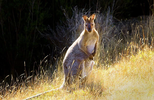 Bennetts Wallaby