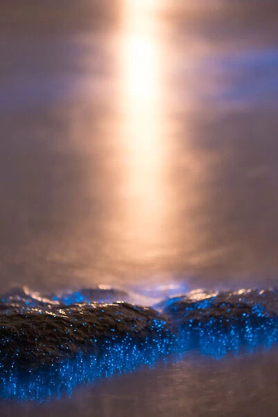 Bioluminescence close-up