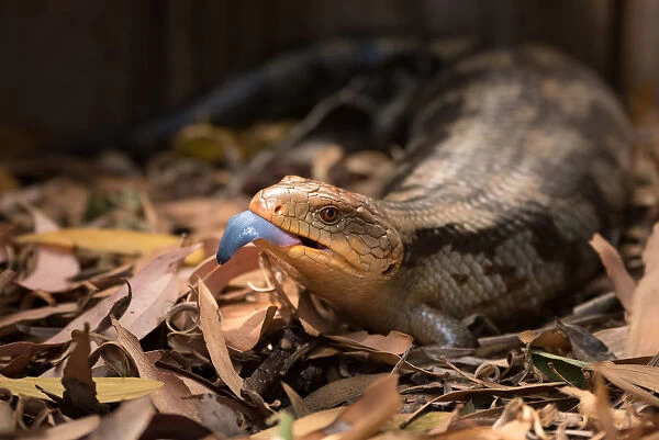 Blue-tongued lizard
