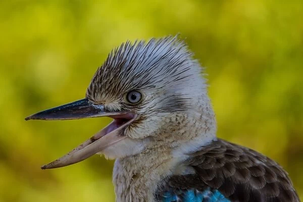 Blue-winged Kookaburra Laughing