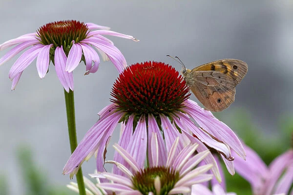 Bright Eyed Brown Butterfly on an echinacea Flower
