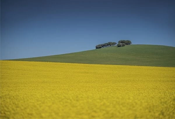 Canola fields ready for harvest, Clare Valley, South Australia