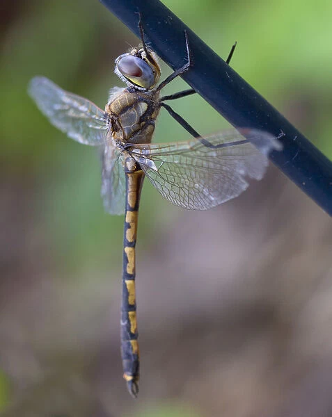 Close up of a Dragonfly hanging from a fence
