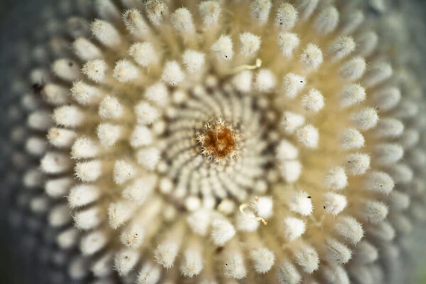 Close-up of a banksia flower