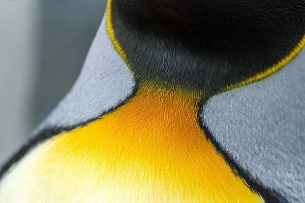 Close-up of the colorful neck feathers of a King Penguin