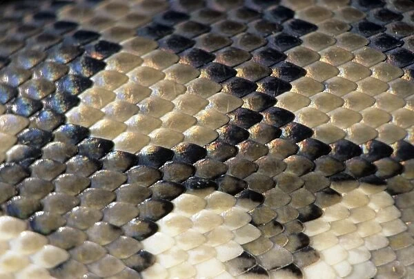 Closeup of Carpet Python scales, Morelia spilotes, Australia