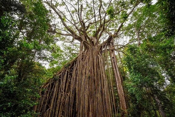 Curtain Fig Tree at Atherton Tableland, Tropical North Queensland, Australia
