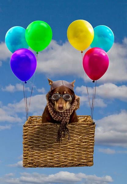 Dog dressed as a pilot in a basket