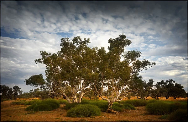 Eucalypts along the creek at Innamincka, South Australia
