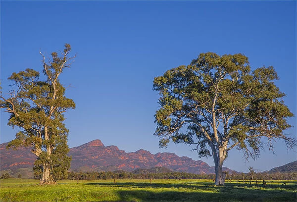 First light of Morning near Wilpena pound, Flinders Ranges, South Australia