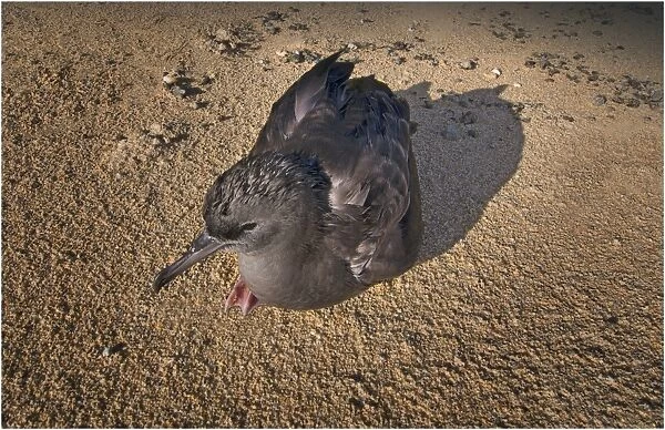 Flesh footed Shearwater chick resting on the beach at Lord Howe Island