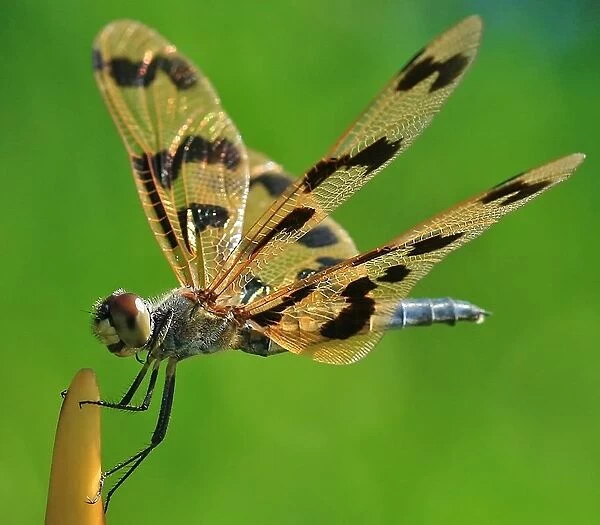 Flutterer Dragonfly Wings