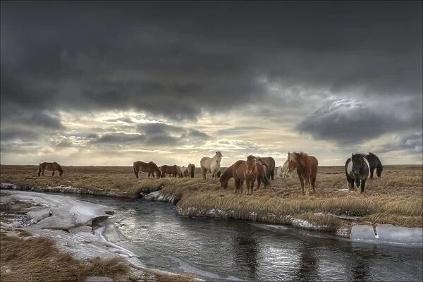 Gathering of Icelandic horses
