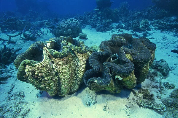 Giant Tridacna Clams underwater