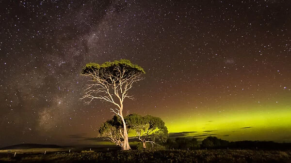 Green arc of Aurora and the Milky Way with over an illuminated tree