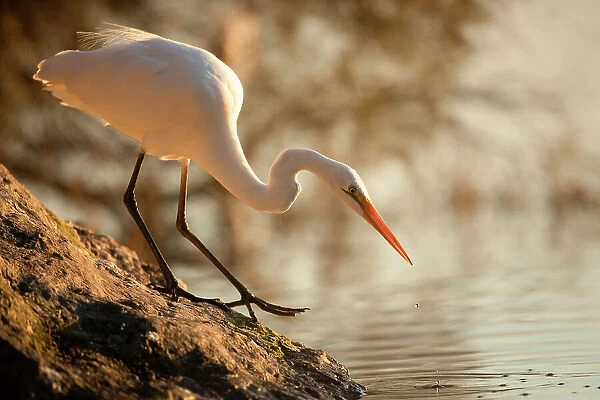 Hunter. The eastern great egret, a white heron in the genus Ardea