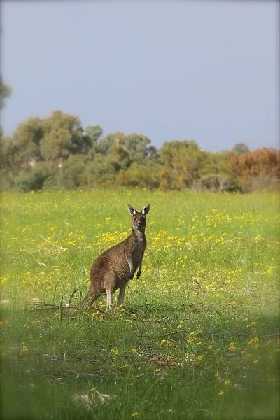 Kangaroo Looking