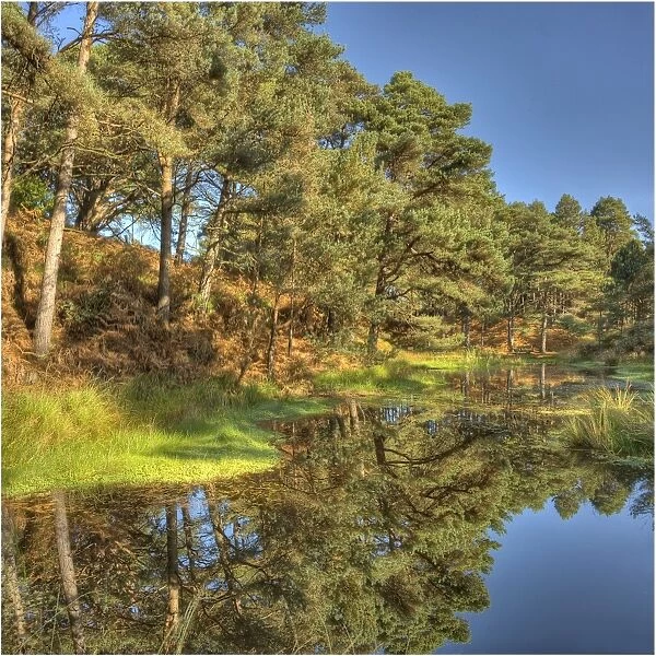 Lagoon formed from an old disused claypit, near Wareham dorset, England