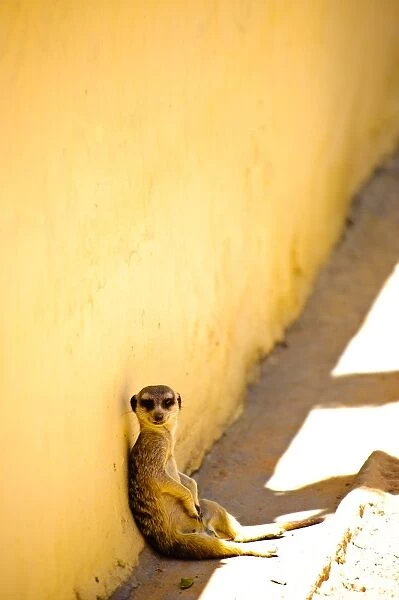 Meerkat sits against wall at Taronga zoo to stay in shade
