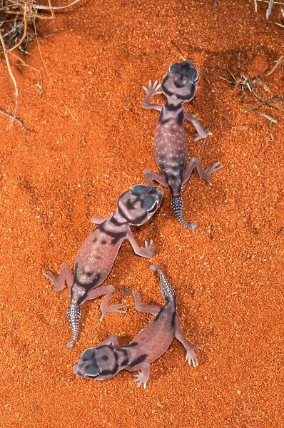 Pale Knob-tailed Gecko babies