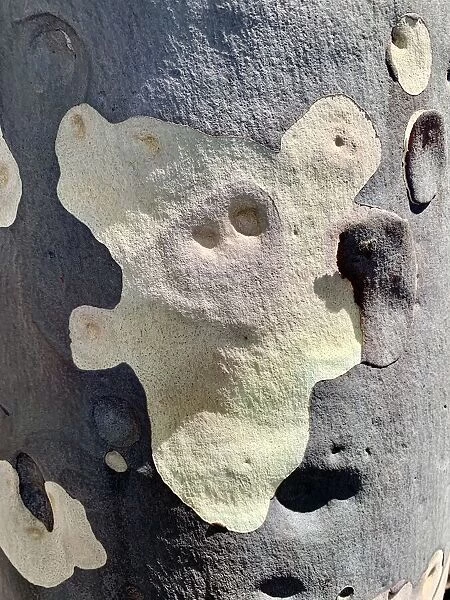 Peeling bark on a eucalyptus tree trunk