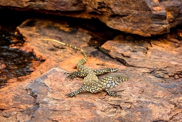 Perentie warming up on the rock overlooking Trephina Gorge after some cold winter rains