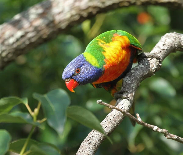 Rainbow lorikeet perching on tree branch