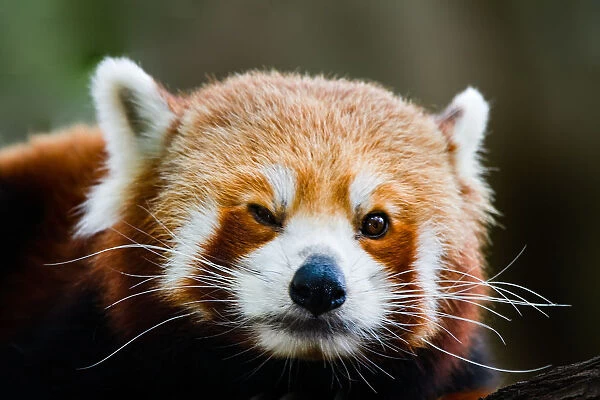 Red panda. A red panda in the treetops