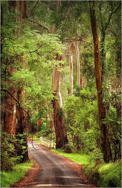 Road into the forest in the Yarra Ranges, Victoria, Australia